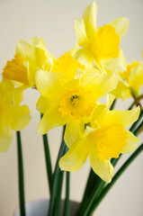 Bright yellow narcissus flower in the vase. Spring flowers.