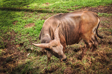 Obraz premium Buffalo