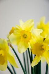 Fototapeta premium Bright yellow narcissus flower in the vase. Spring flowers.