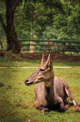 Fototapeta premium Deer in the Zoo