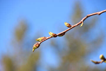 The first leaves on the apple tree. Young buds and leaves blooming against the blue sky. Blurred spring background. Selective focus.