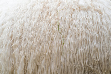 A sheep in the mist. Viewed from the back, detail view of the wool. Sheep feed on spring grass. Search for food. Agriculture and extensive traditional breeding