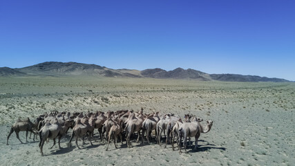 a herd of bactrian camels in the desert in Mongolia