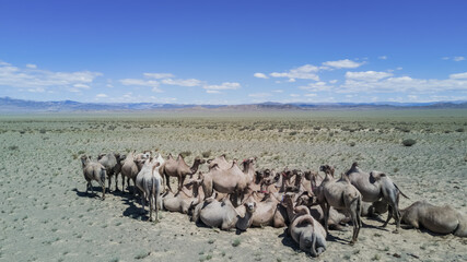 a herd of bactrian camels in the desert in Mongolia