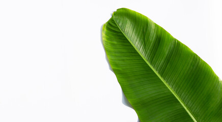 Tropical banana leaf on white background.