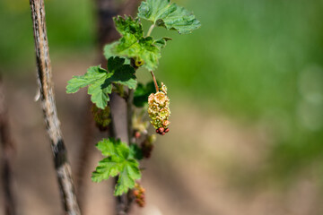 la pianta del ribes con i piccoli fiori