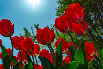 Sky, sun and red tulip flowers.　空と太陽と赤いチューリップの花