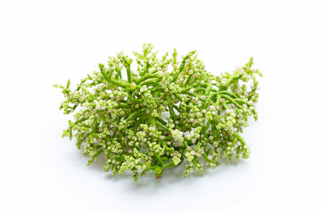Ceylon Spinach flower on white background.
