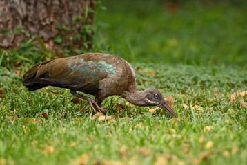 Hadada Ibis - Bostrychia hagedash, beautiful large ibis from African savannahs, bushes and lakes, Lake Ziway, Ethiopia.