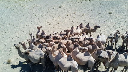 a herd of bactrian camels in the desert in Mongolia