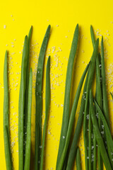 Fresh green onion and salt on yellow background