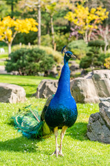Fototapeta premium Peafowl male (Pavo