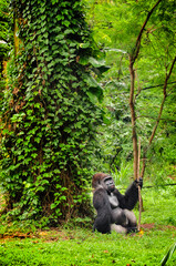 A black gorilla sitting in the grass at Ragunan Zoo, Jakarta