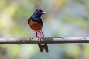 Beautiful white rumped shama bird