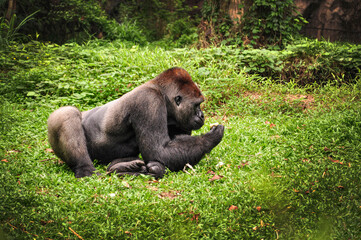 A black gorilla sitting in the grass at Ragunan Zoo, Jakarta