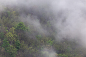 Fototapeta na wymiar Forest, trees on the mountain with a thin mist in the morning, caused by rain at night. Summer forest in Thailand after a summer storm But makes good air Remove dust and smoke caused by forest fires.
