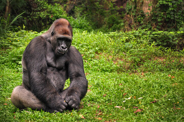 Naklejka premium A black gorilla sitting in the grass at Ragunan Zoo, Jakarta