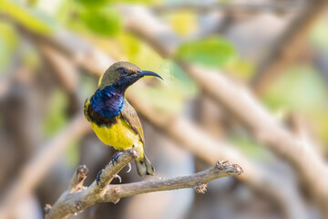 Obraz premium Olive-backed Sunbird Yellow-bellied sunbird bird form thailand