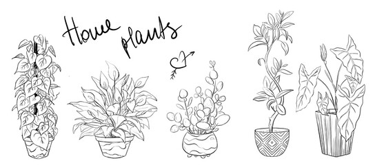 Set of hand drawn house plants in pots. Cute set of hand drawn house plants in pots 