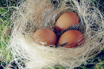 three brown bird eggs in the nest close-up photo easter symbol detail of nature