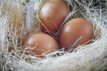chicken eggs in a nest with hay Easter farm horizontal macro photo 