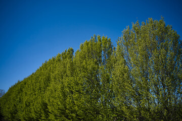 Green trees on blue background