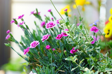 光りに向かって咲く花