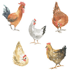 hen illustration, rooster of different breeds, brown hen, white hen