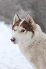 Husky Sibérien Roux