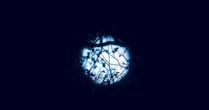 Time Lapse of full moon in the night sky through tree branches