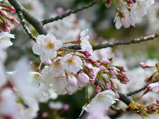 春に咲く桜の花