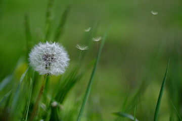 Close up of  single dandelion flower plant in the garden seeds flying springtime bloom copy space