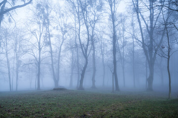 pola i drzewa w porannej zimnej mgle