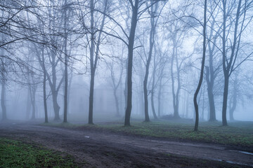 pola i drzewa w porannej zimnej mgle - obrazy, fototapety, plakaty