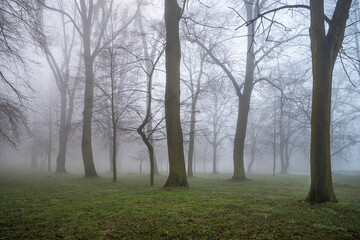 Obraz na płótnie Canvas las we mgle o świcie