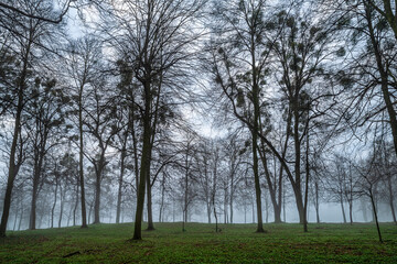 mgła w lesie