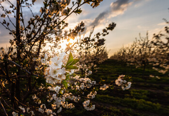 Cherry blossoms in spring.