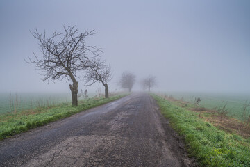 pusta droga we mgle z drzewami po bokach