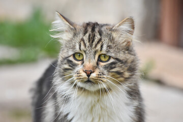 Naklejka na ściany i meble Cat Portrait, Norwegian Forest cat. Norwegian fluffy cat in backyard