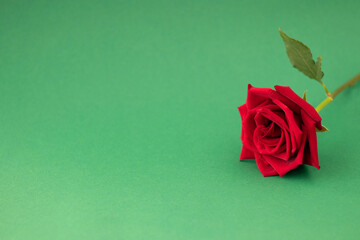 red rose on green background with space for your text.