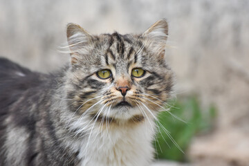 Naklejka na ściany i meble Cat Portrait, Norwegian Forest cat. Norwegian fluffy cat in backyard