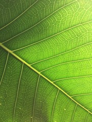 Green long leaf Close up