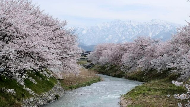 日本の春風景春がすみ舟川べりの桜並木、
