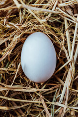 Close up of organic one white egg in hay nest