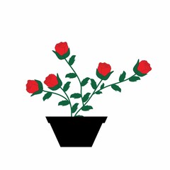 Flower illustration. Rose vector illustration isolated on white background