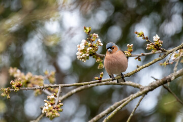 chaffinch in a tree with white blossom