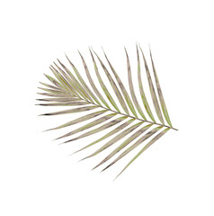 Green leaves of palm tree isolated on white background