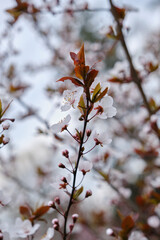 Vintage cherry blossom Bright attractive cherry plum blossom flowers blooming in spring