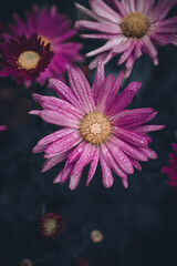 pink flower water droplets dark background