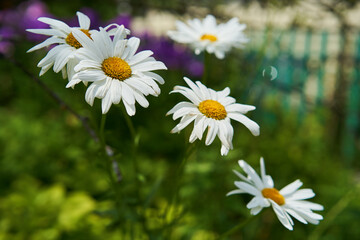 Fototapeta premium Chamomile flowers on a meadow in summer